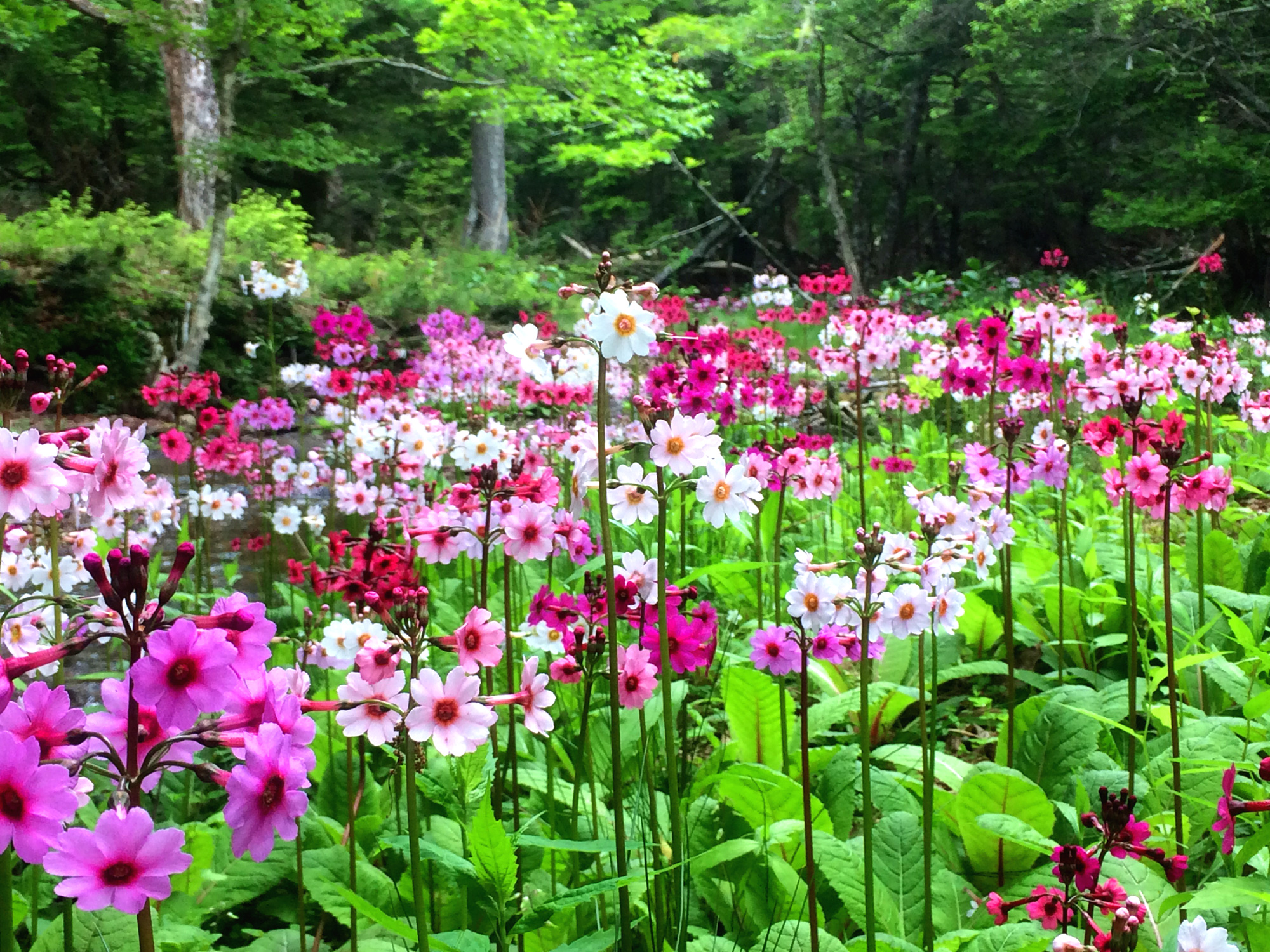 日光に咲く可憐な花たち