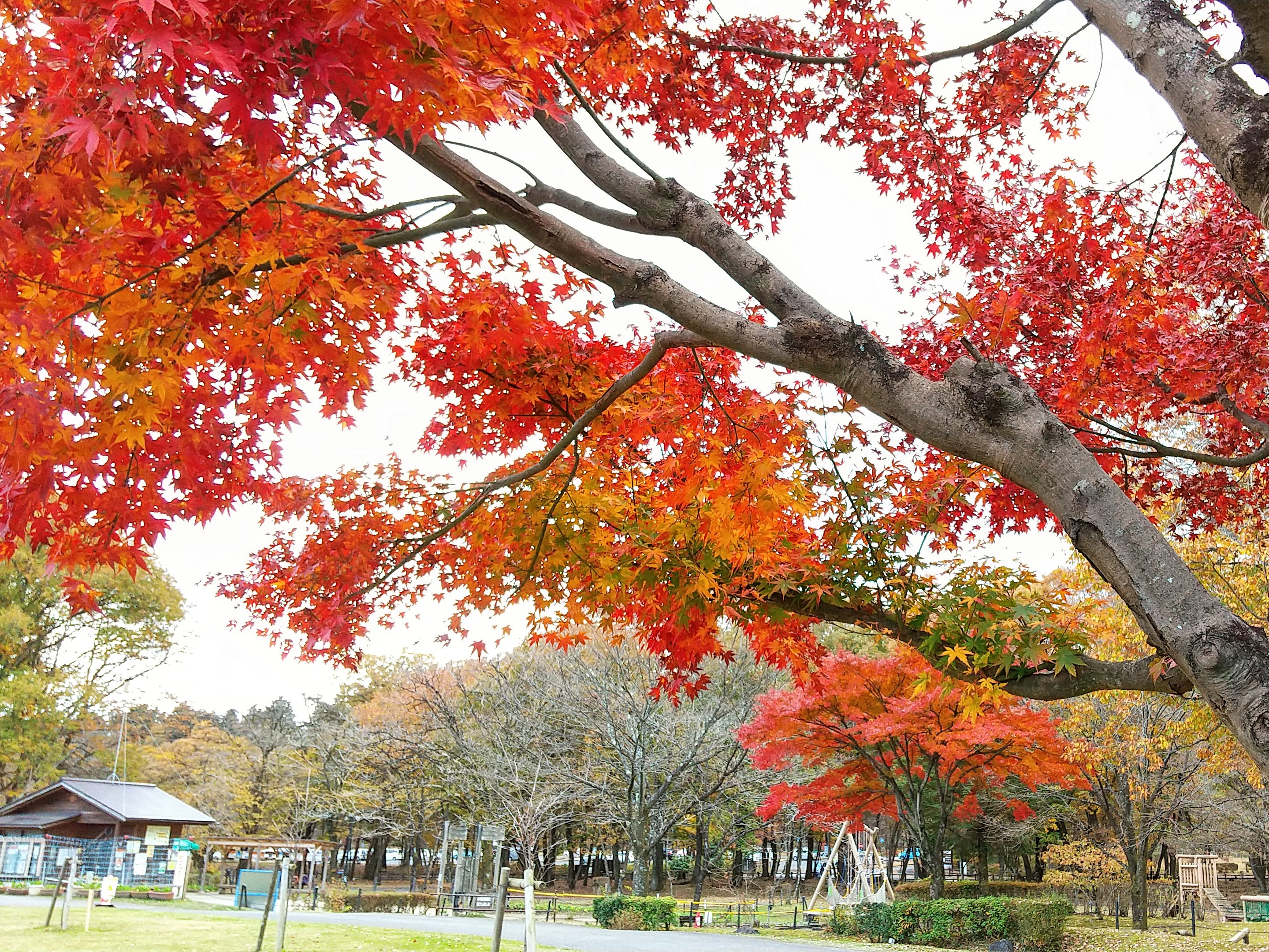 基本情報