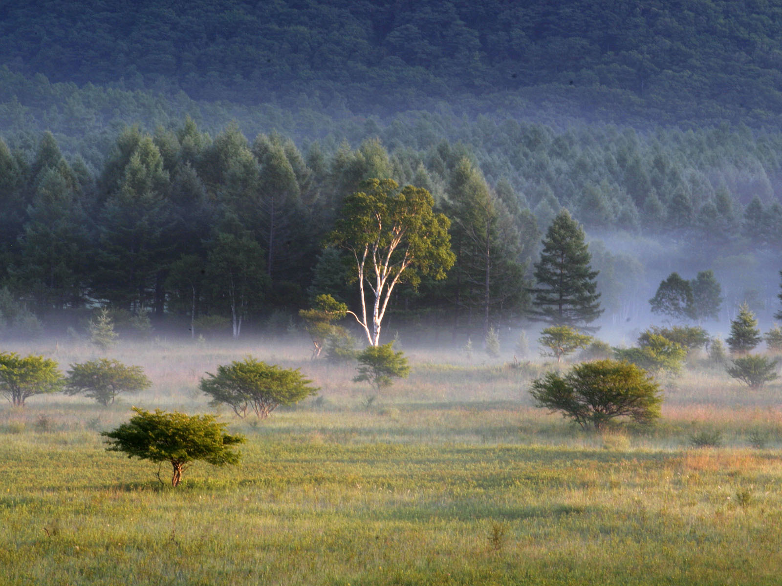 小田代原（朝もや）