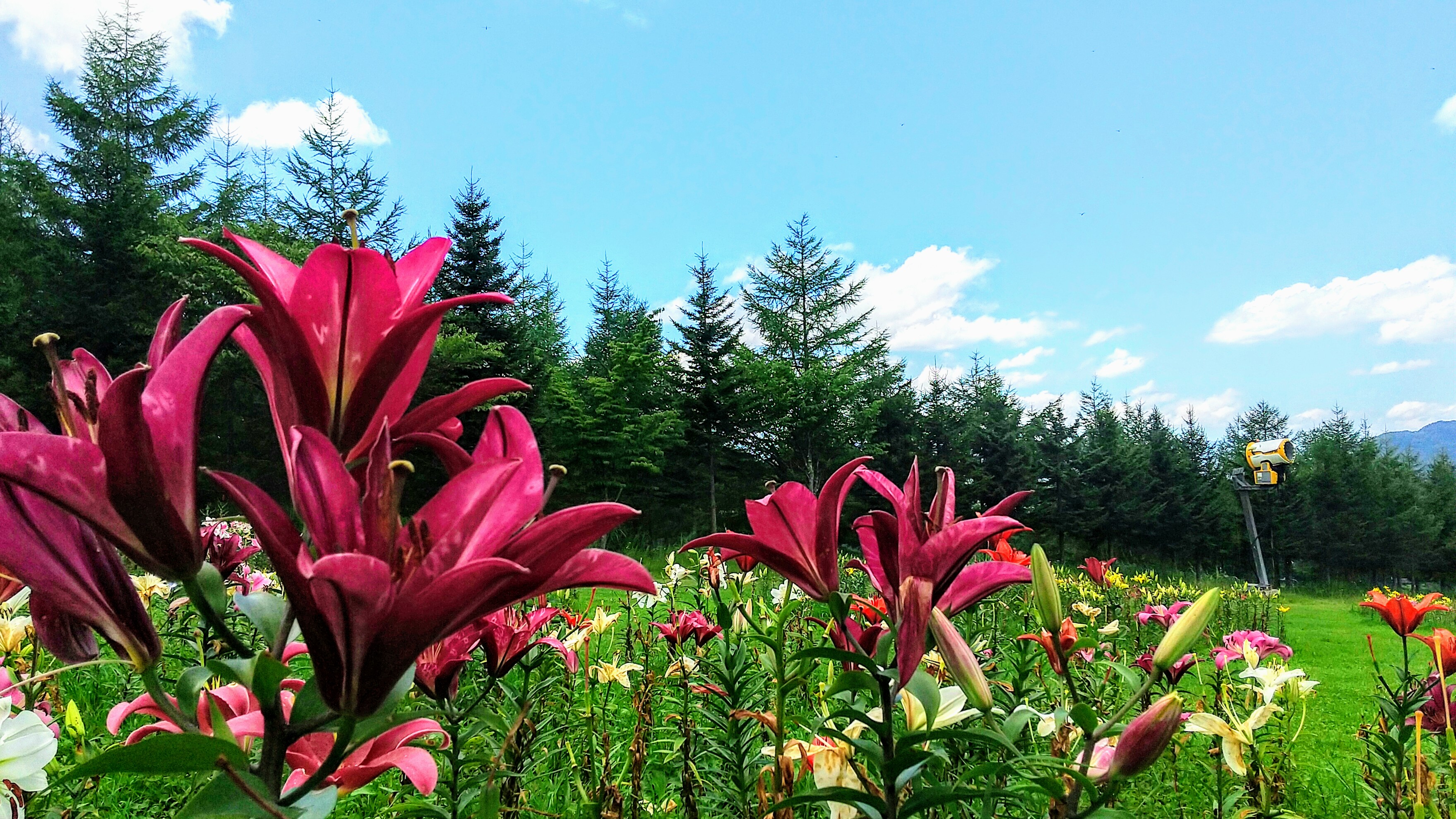 ハンターマウンテンゆりパーク