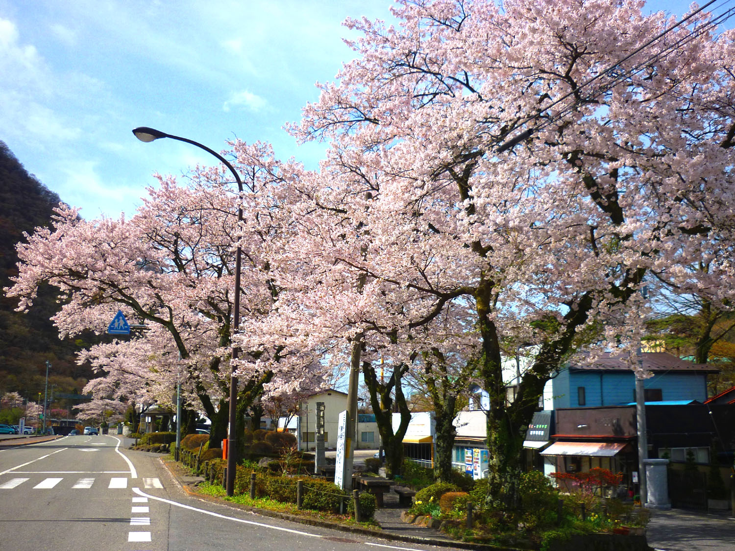 鬼怒川公園駅前桜