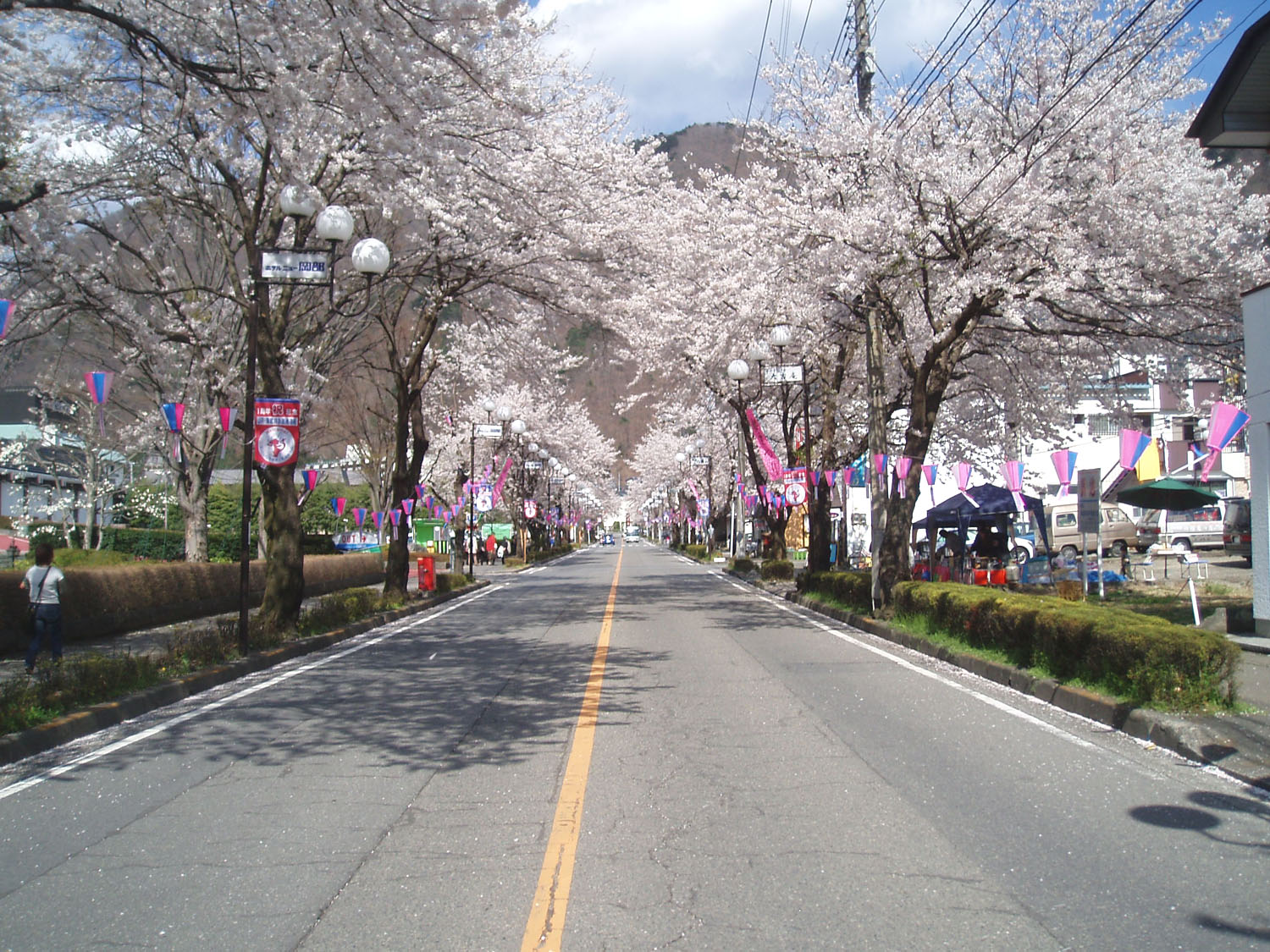 さくら並木通り桜