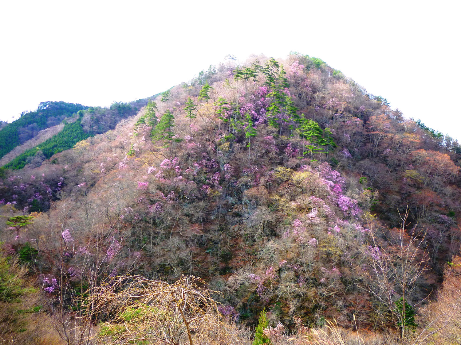 ヤシオツツジ　川治温泉平方山