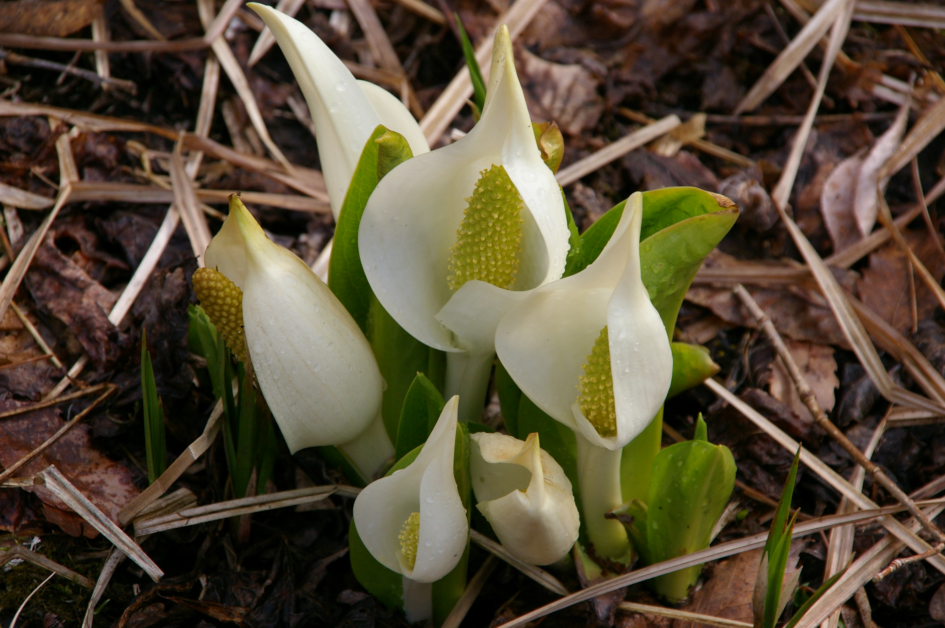 土呂部みずばしょう