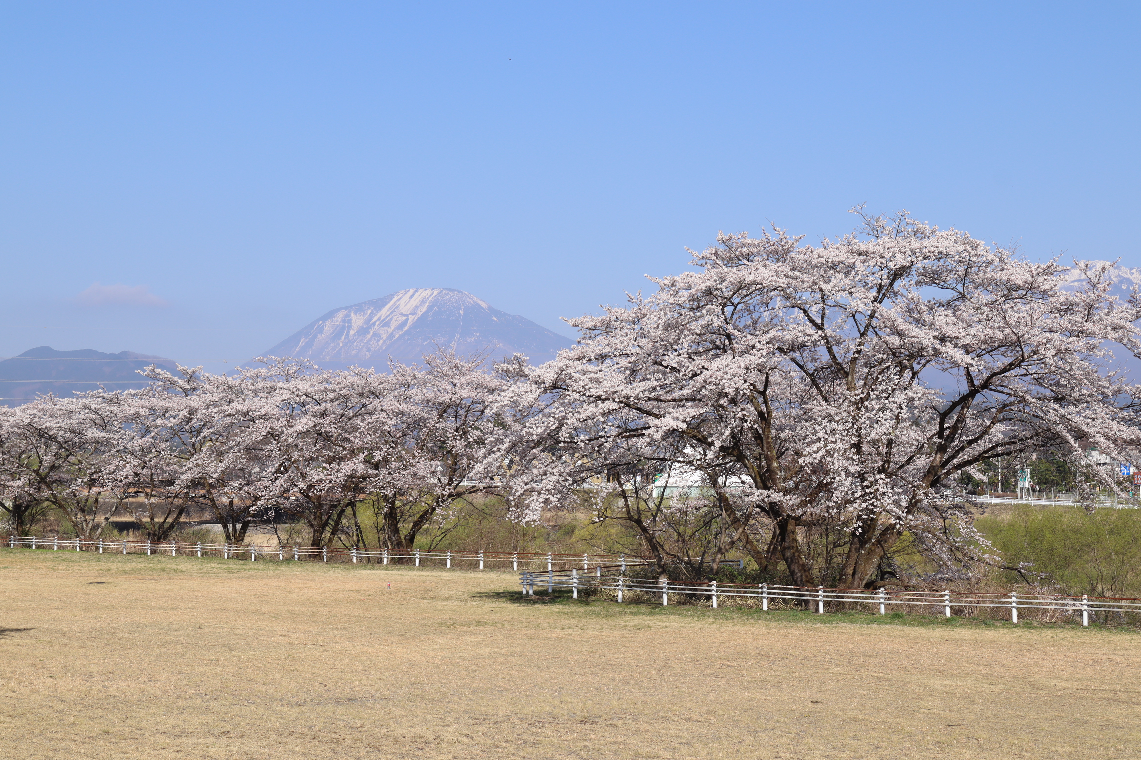 今市運動公園　桜