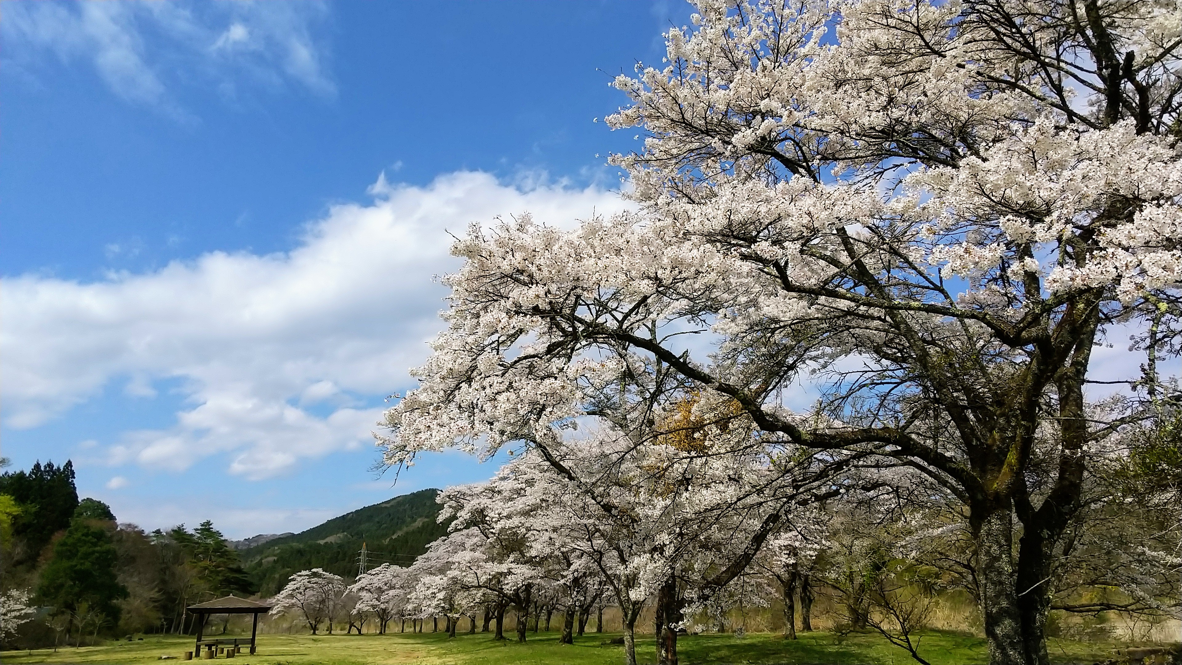 小百川桜公園