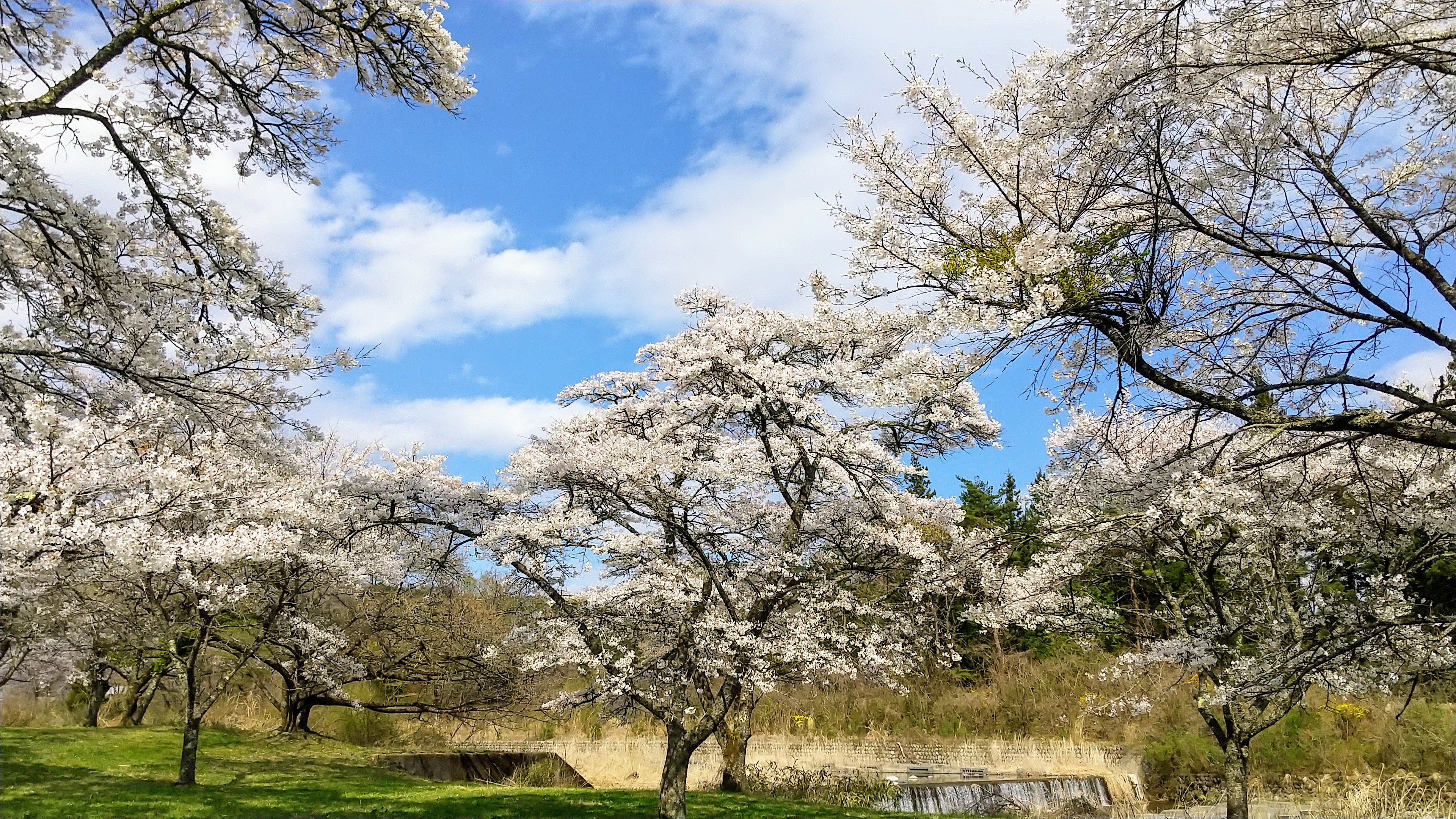 小百川桜公園