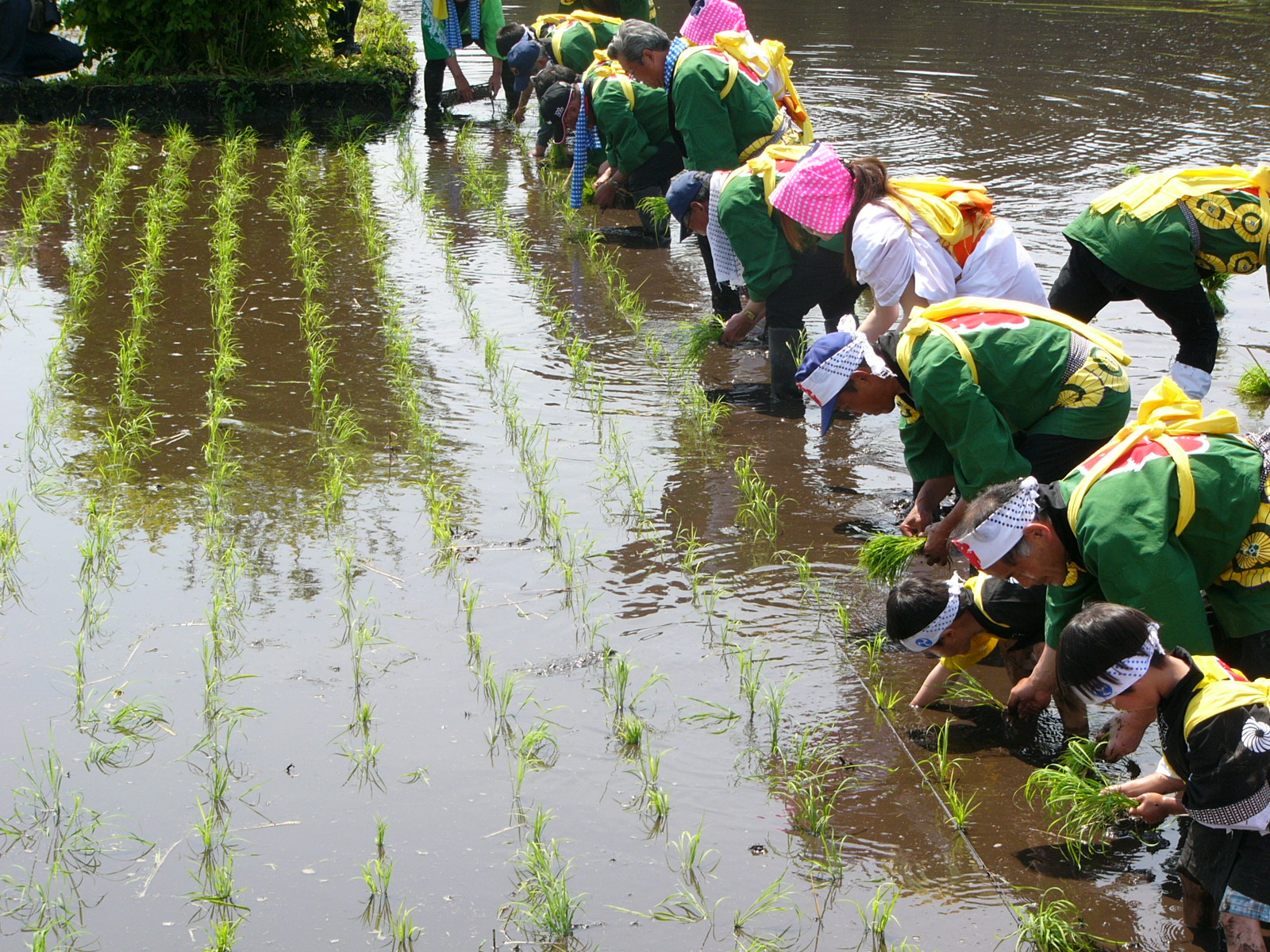 おお杉御田植祭