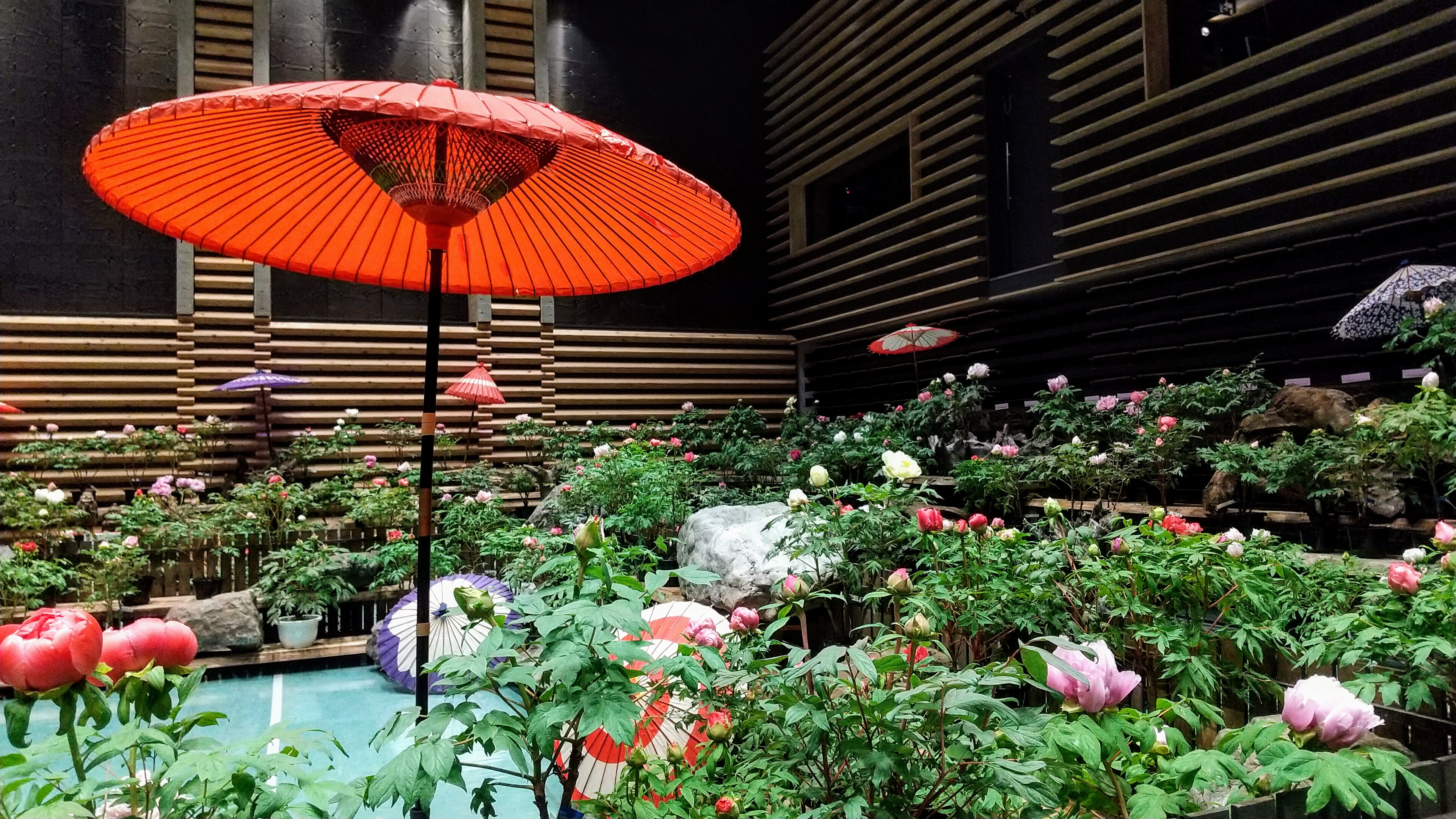 日光街道今市宿 牡丹室内庭園