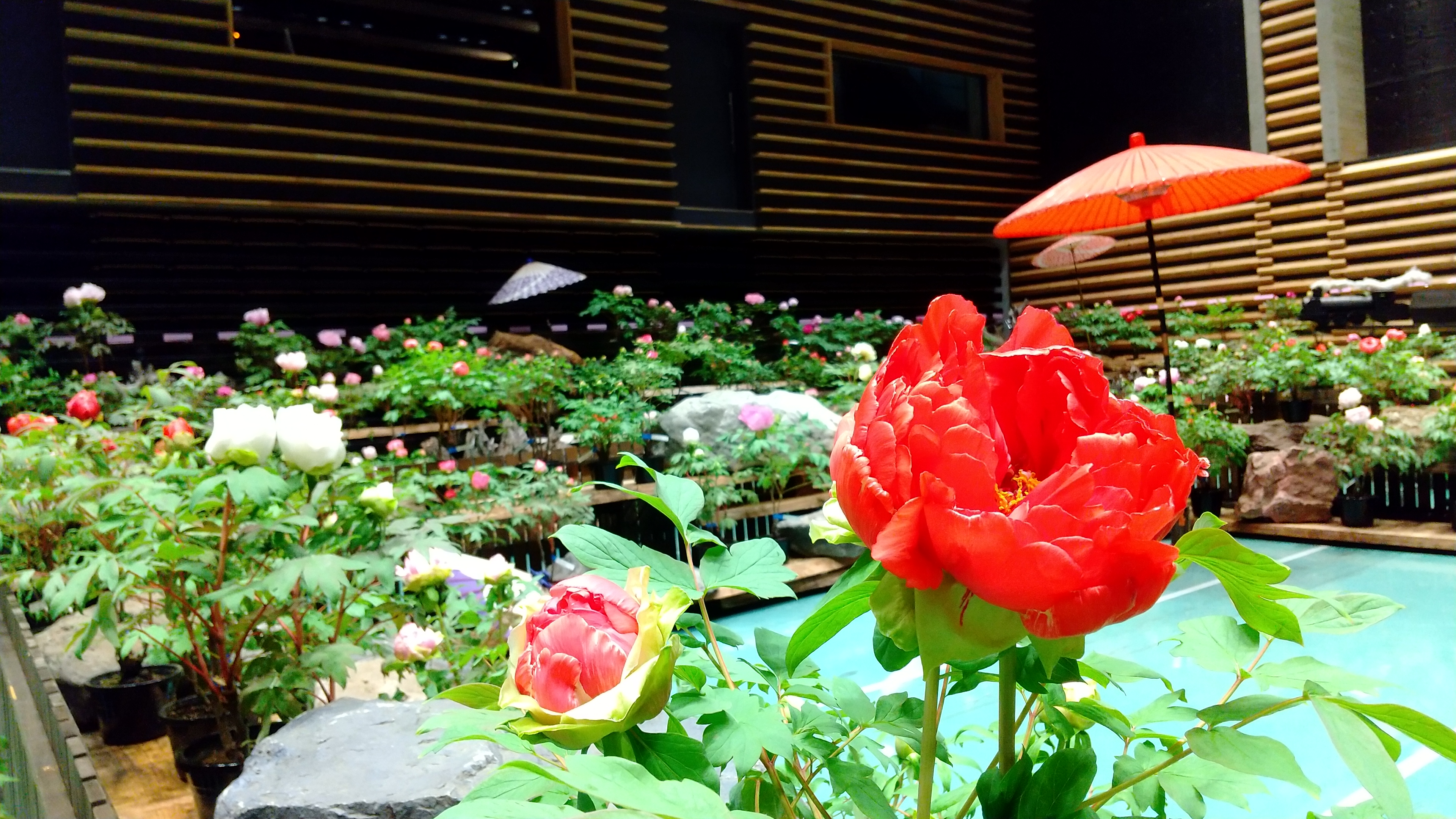 日光街道今市宿 牡丹室内庭園