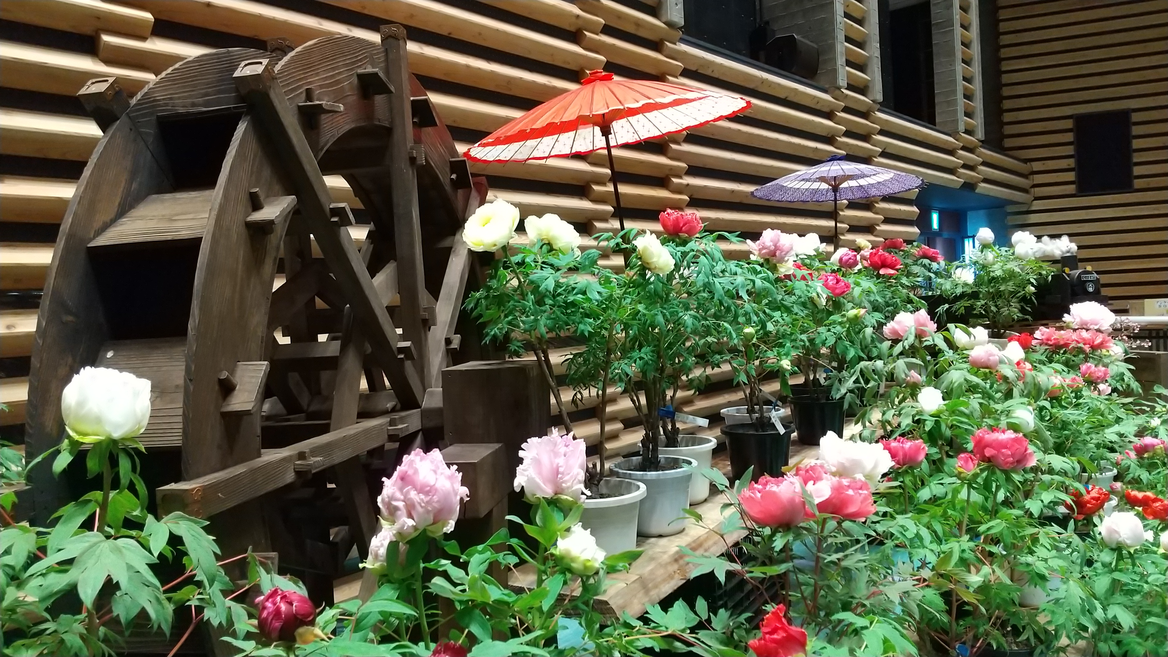 日光街道今市宿 牡丹室内庭園