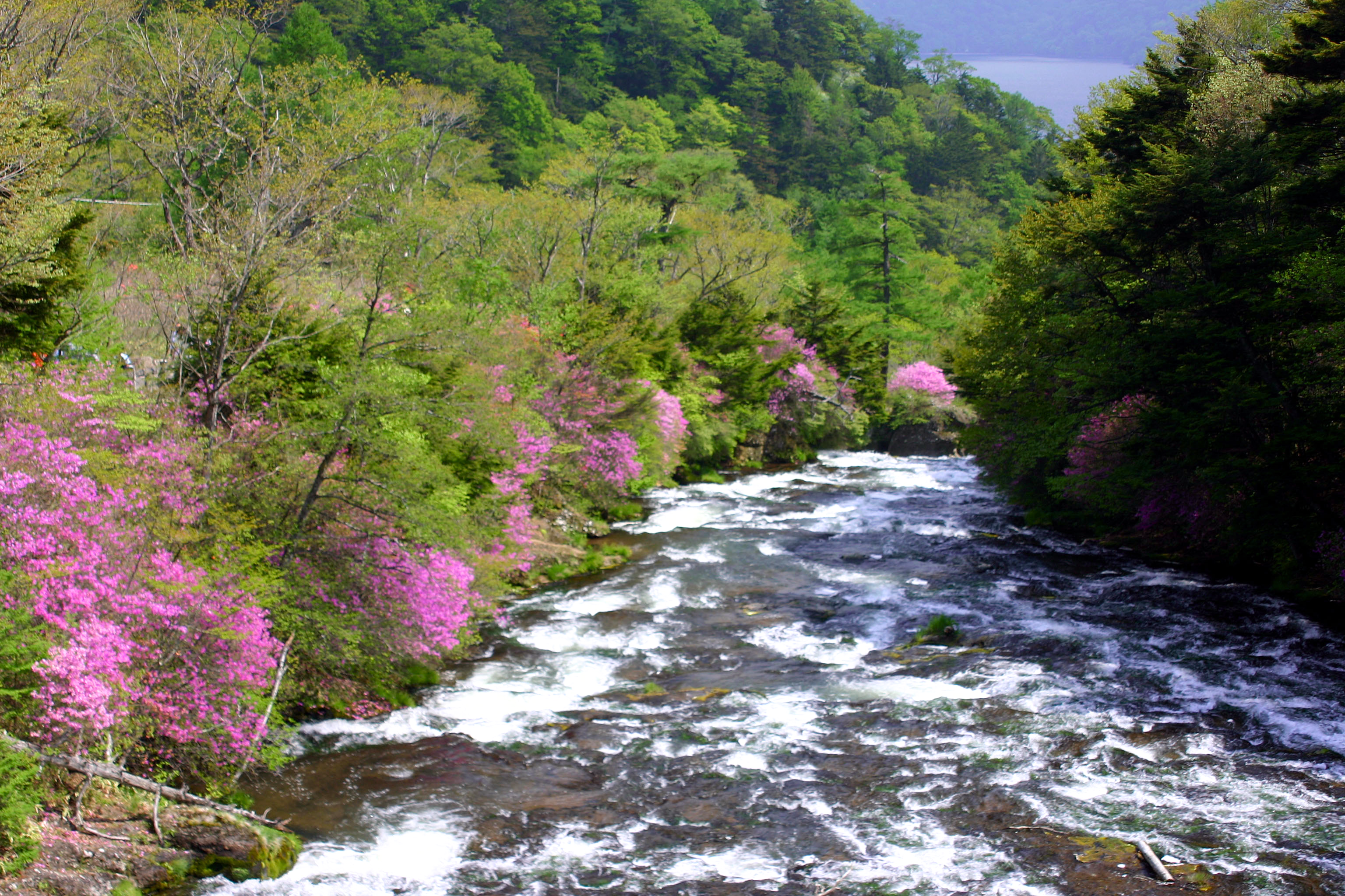 竜頭滝（トウゴクミツバツツジ）