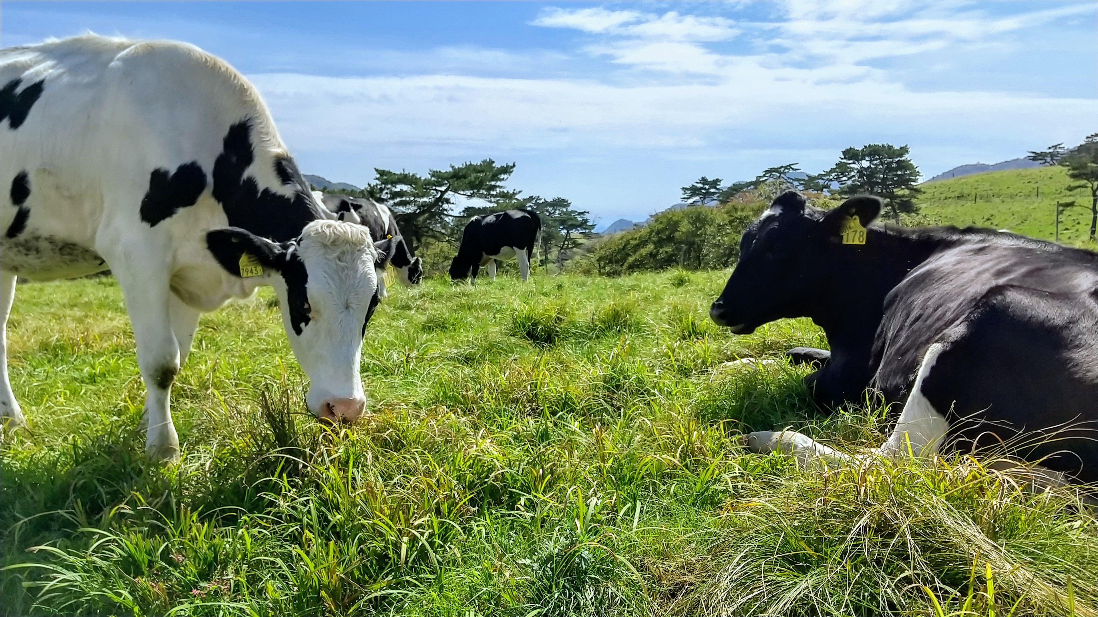 日光霧降高原大笹牧場