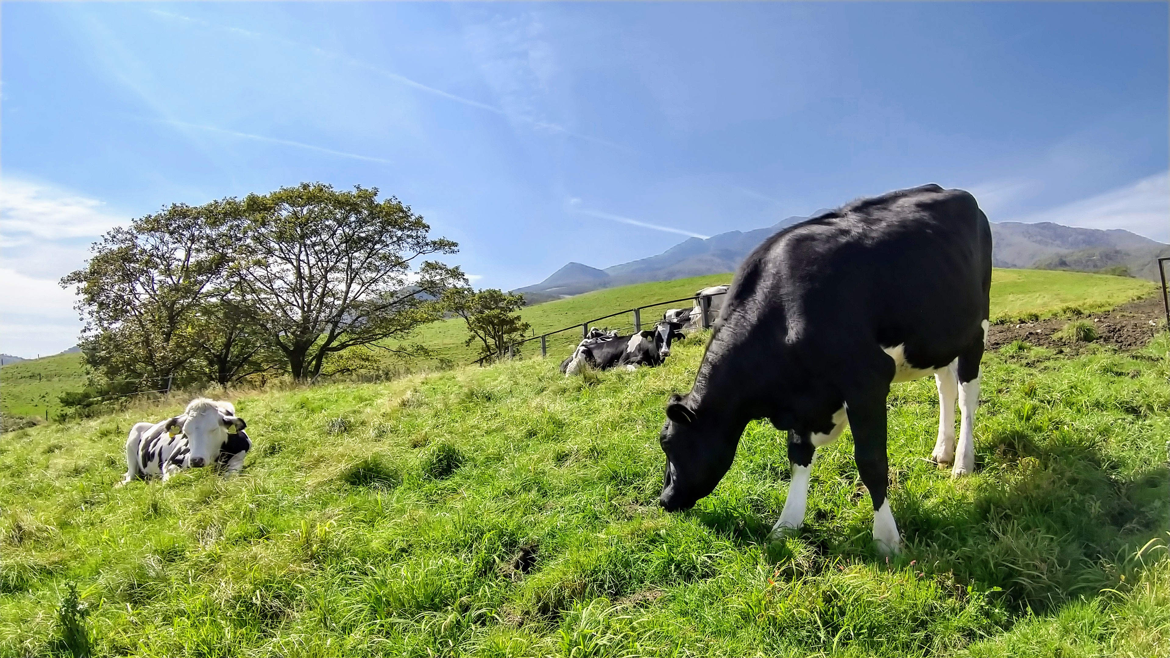 日光霧降高原大笹牧場