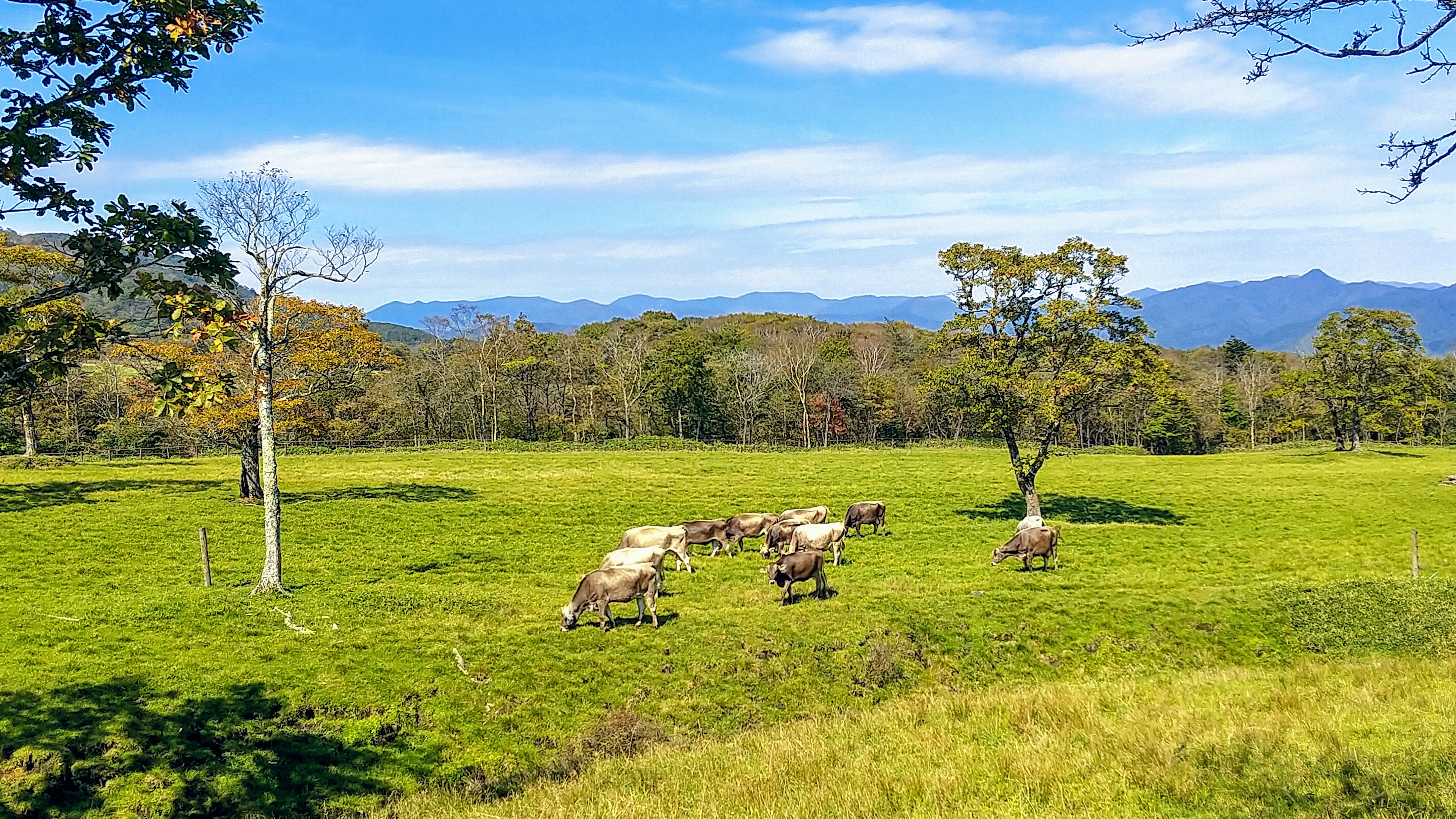 日光霧降高原大笹牧場