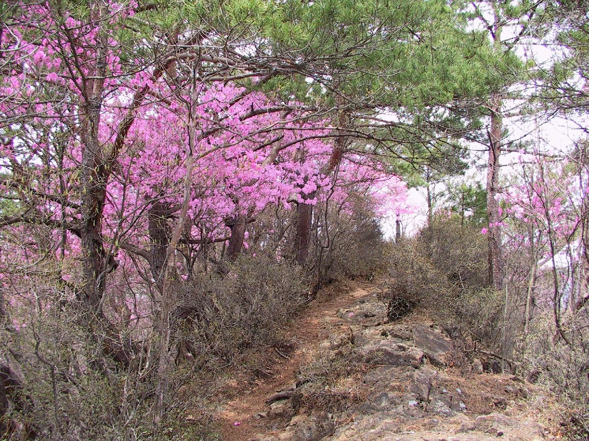 備前楯山のヤシオツツジ