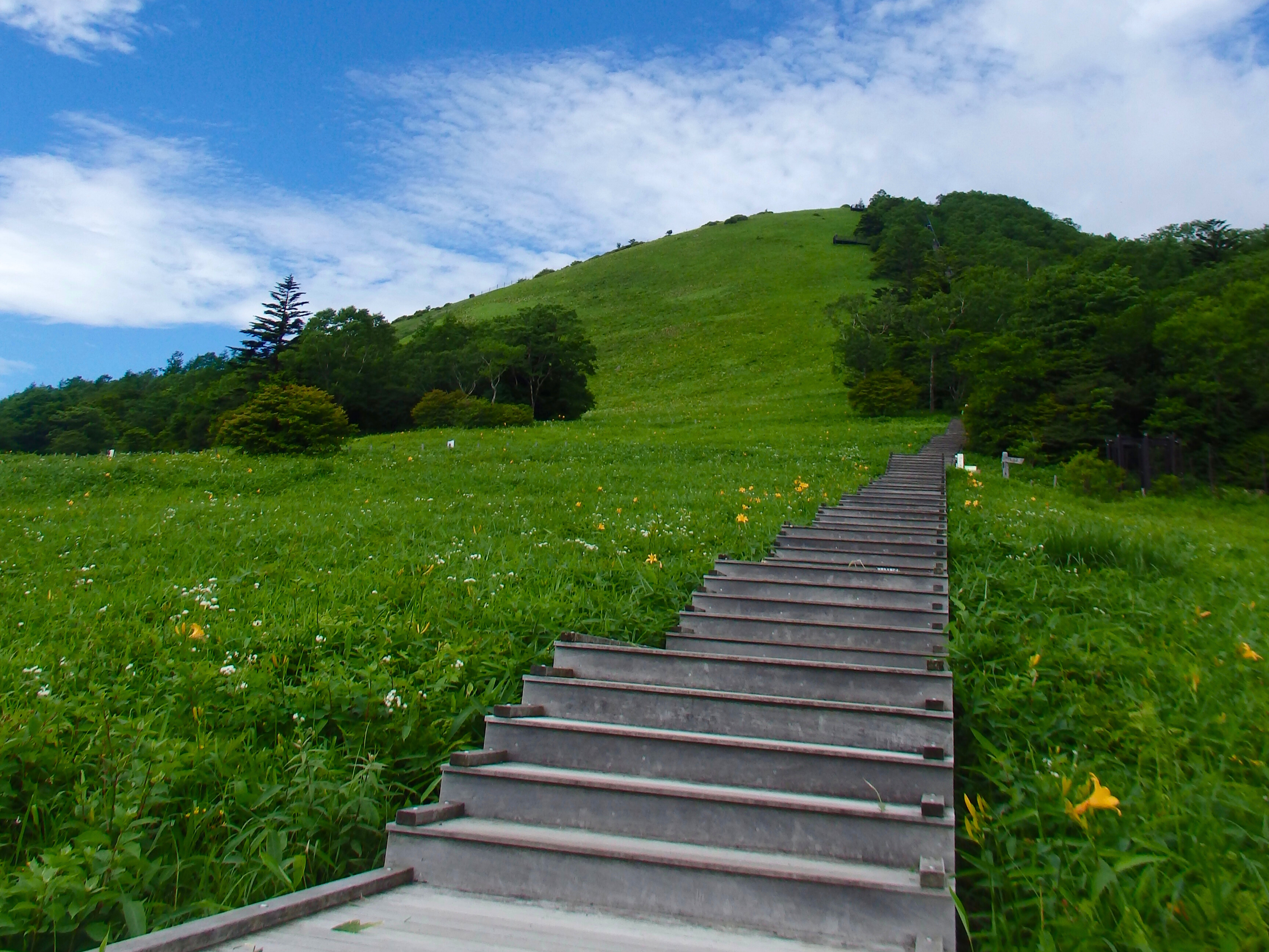 日光霧降高原キスゲ平園地