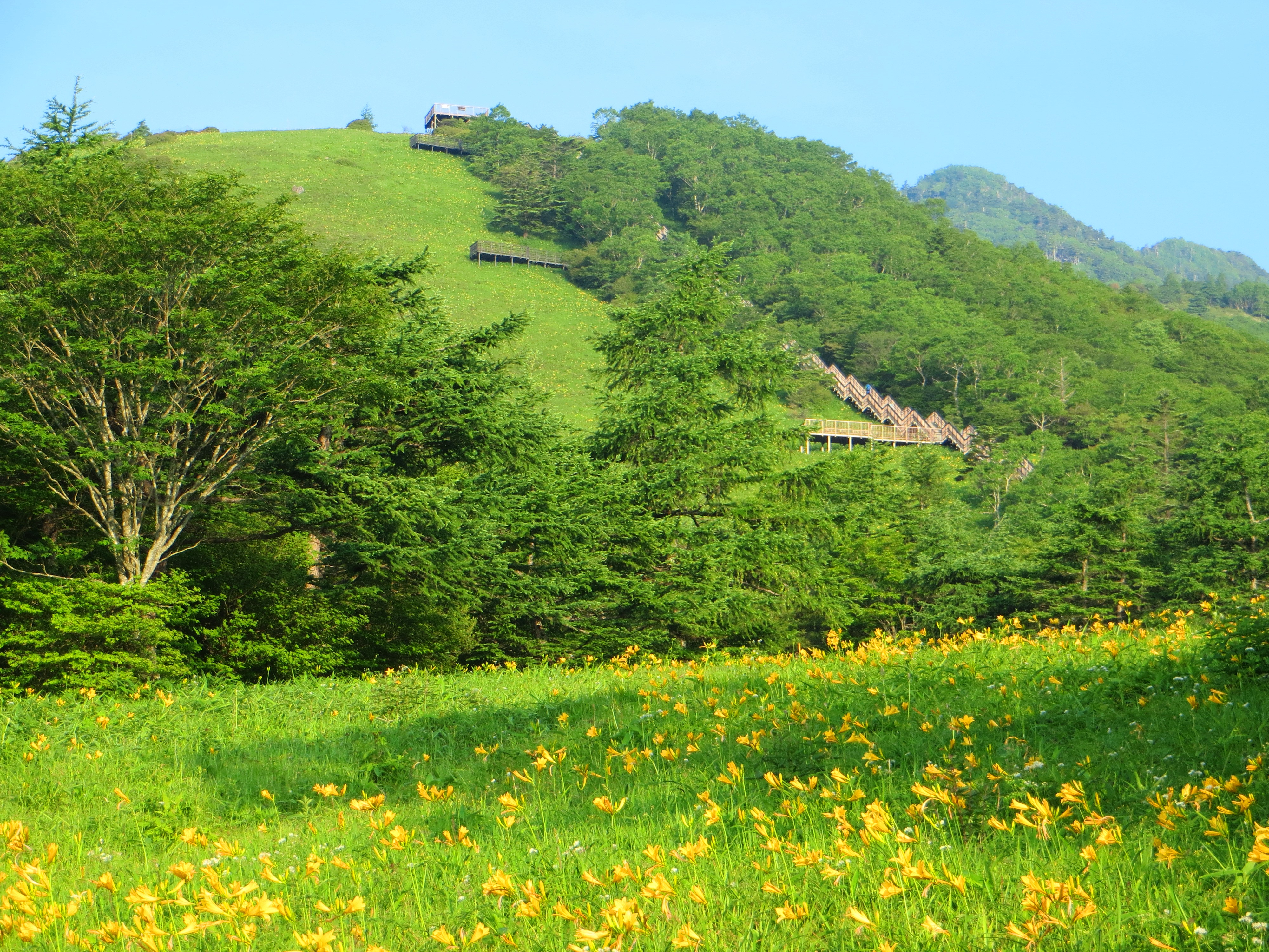 日光霧降高原キスゲ平園地