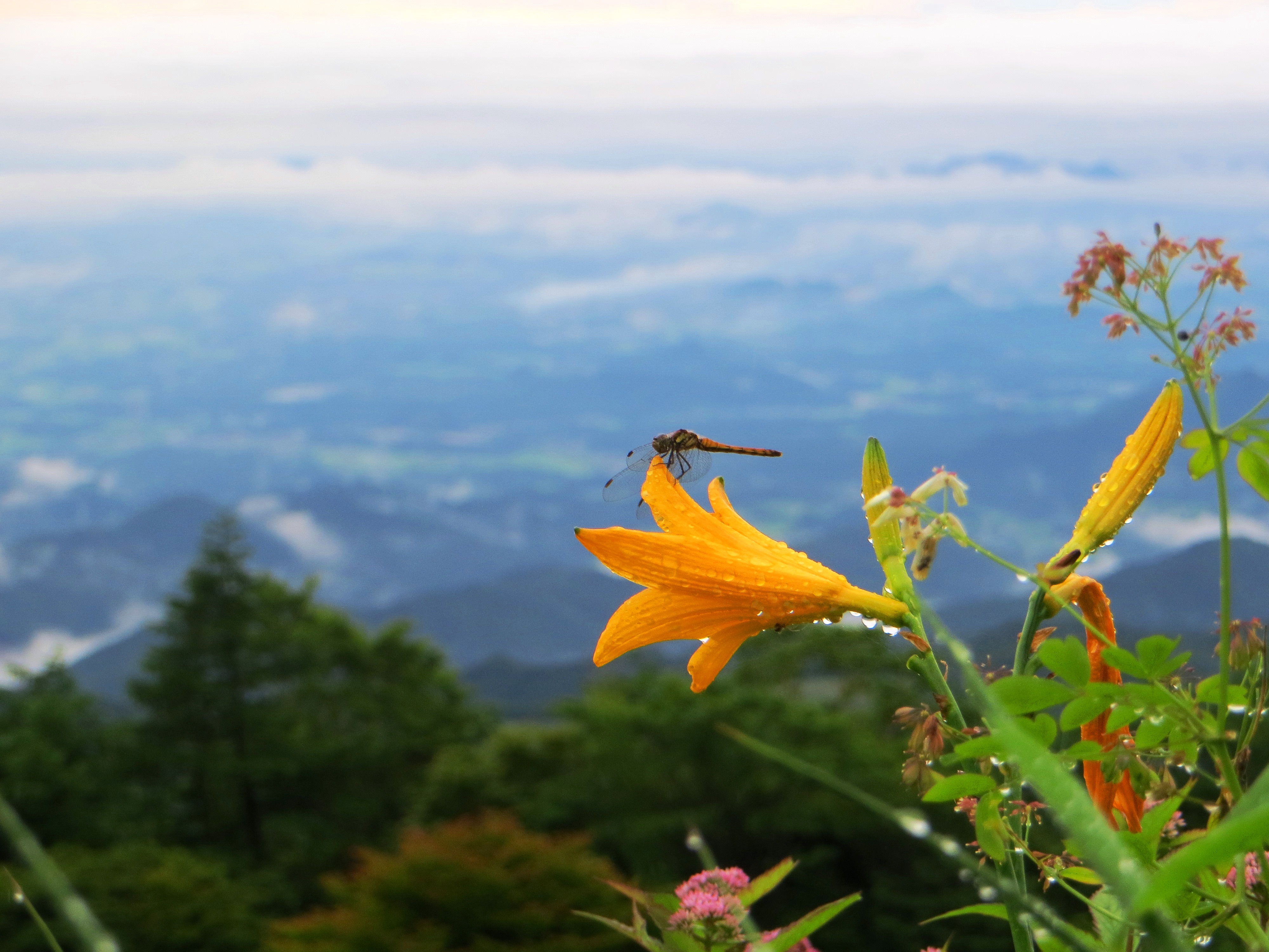 日光霧降高原キスゲ平園地
