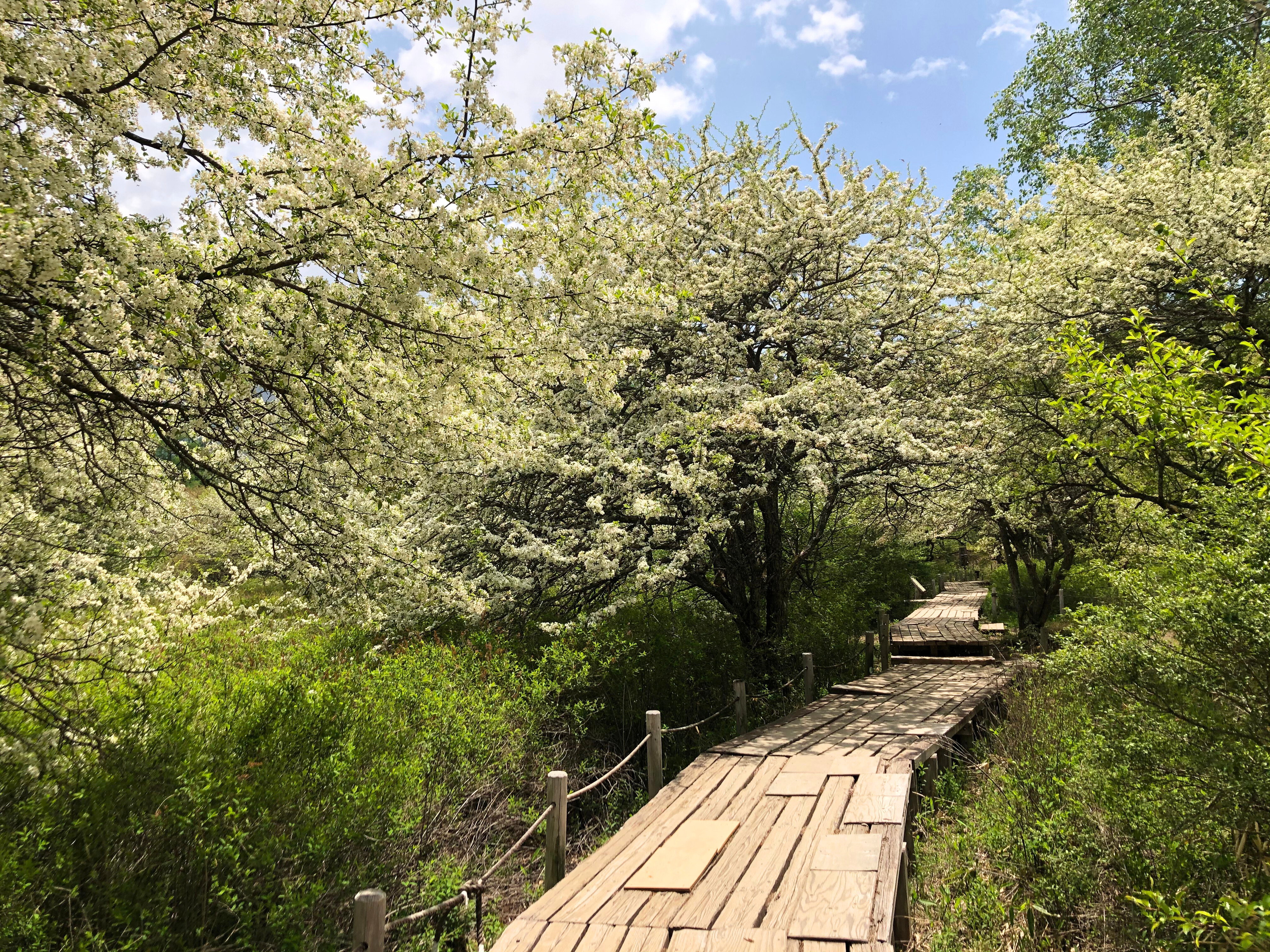 戦場ヶ原（ズミ）