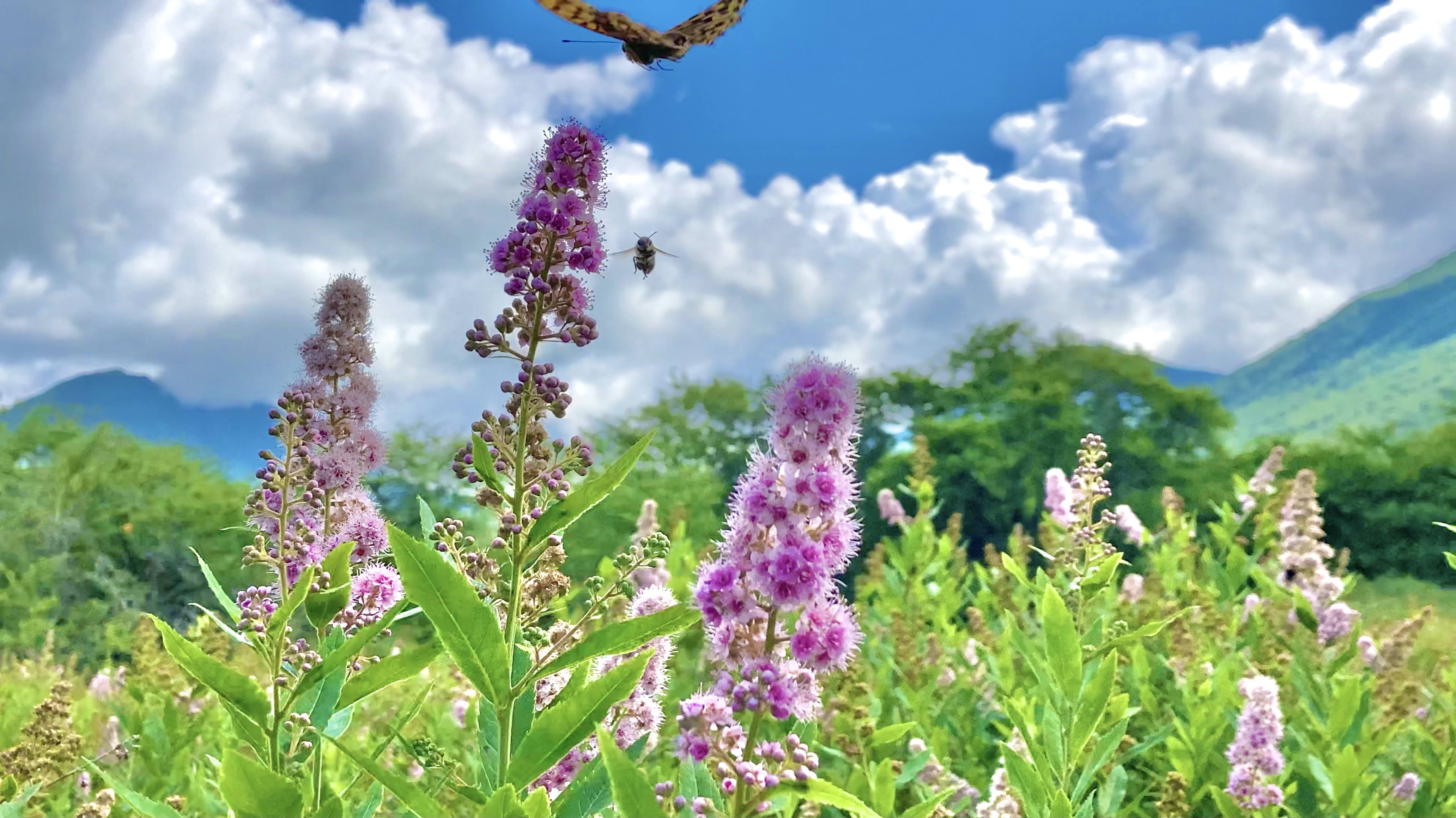 戦場ヶ原（ホザキシモツケ）