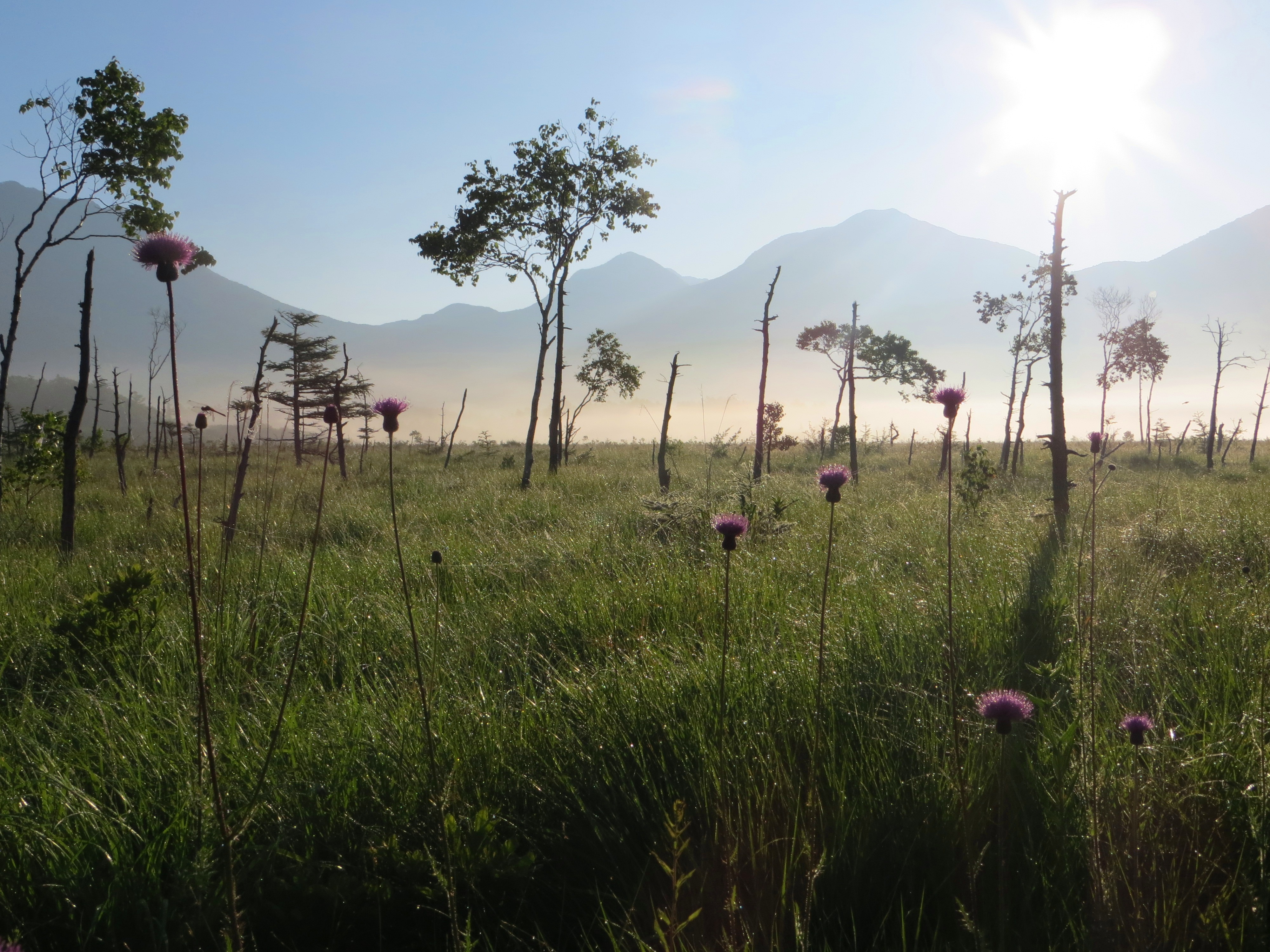 戦場ヶ原（ノアザミ）
