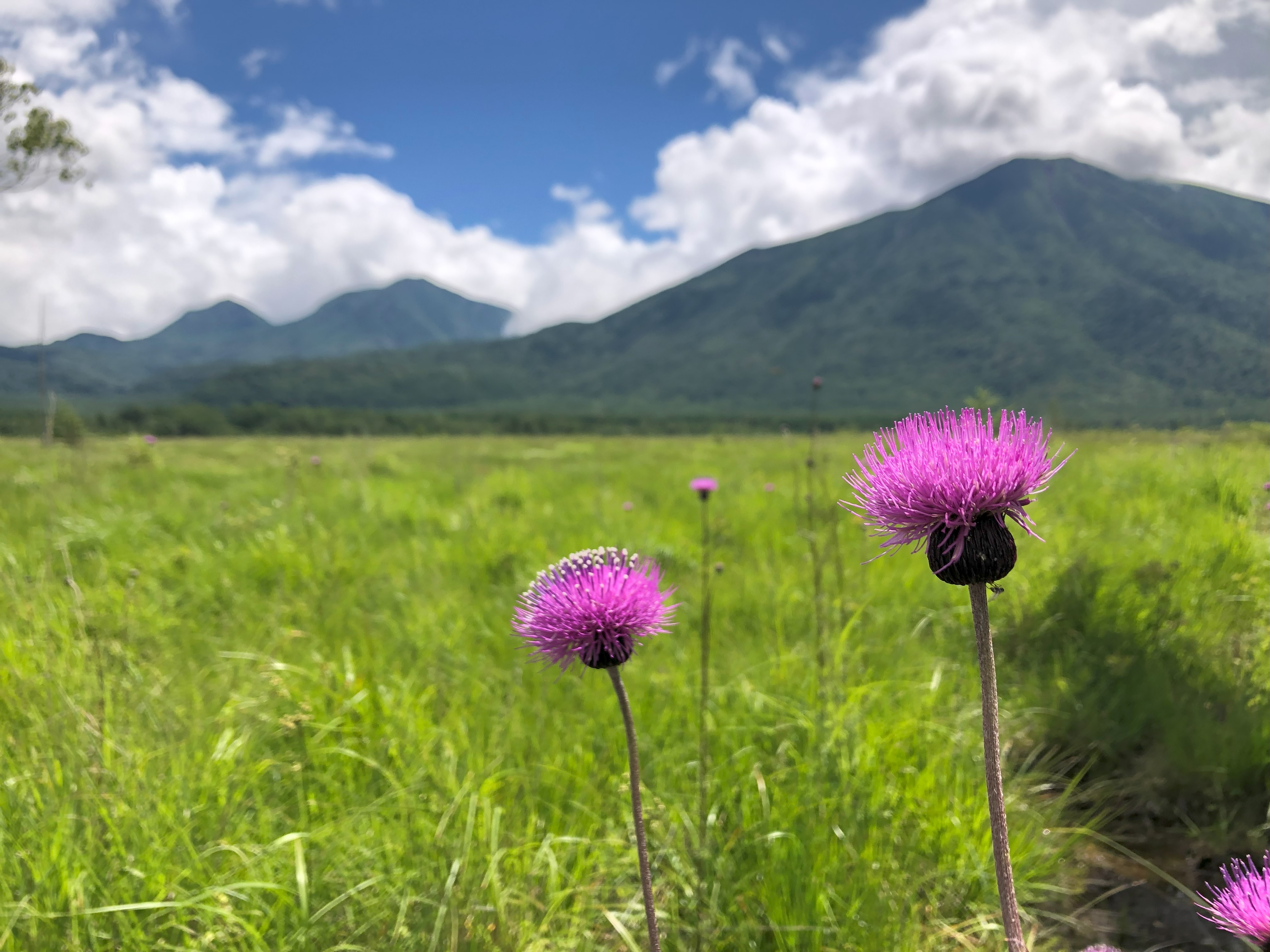 戦場ヶ原（ノアザミ）