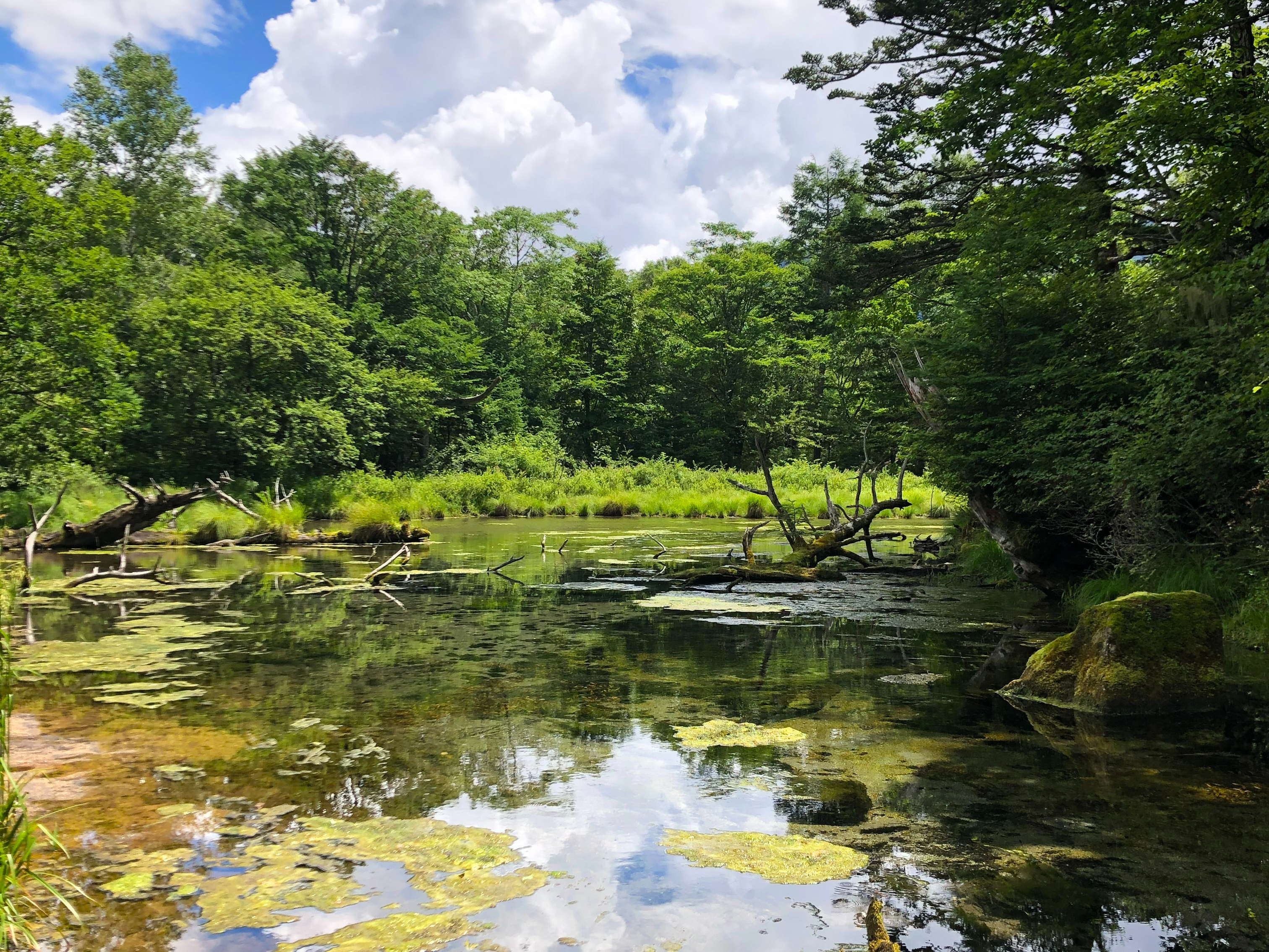 戦場ヶ原（泉門池）