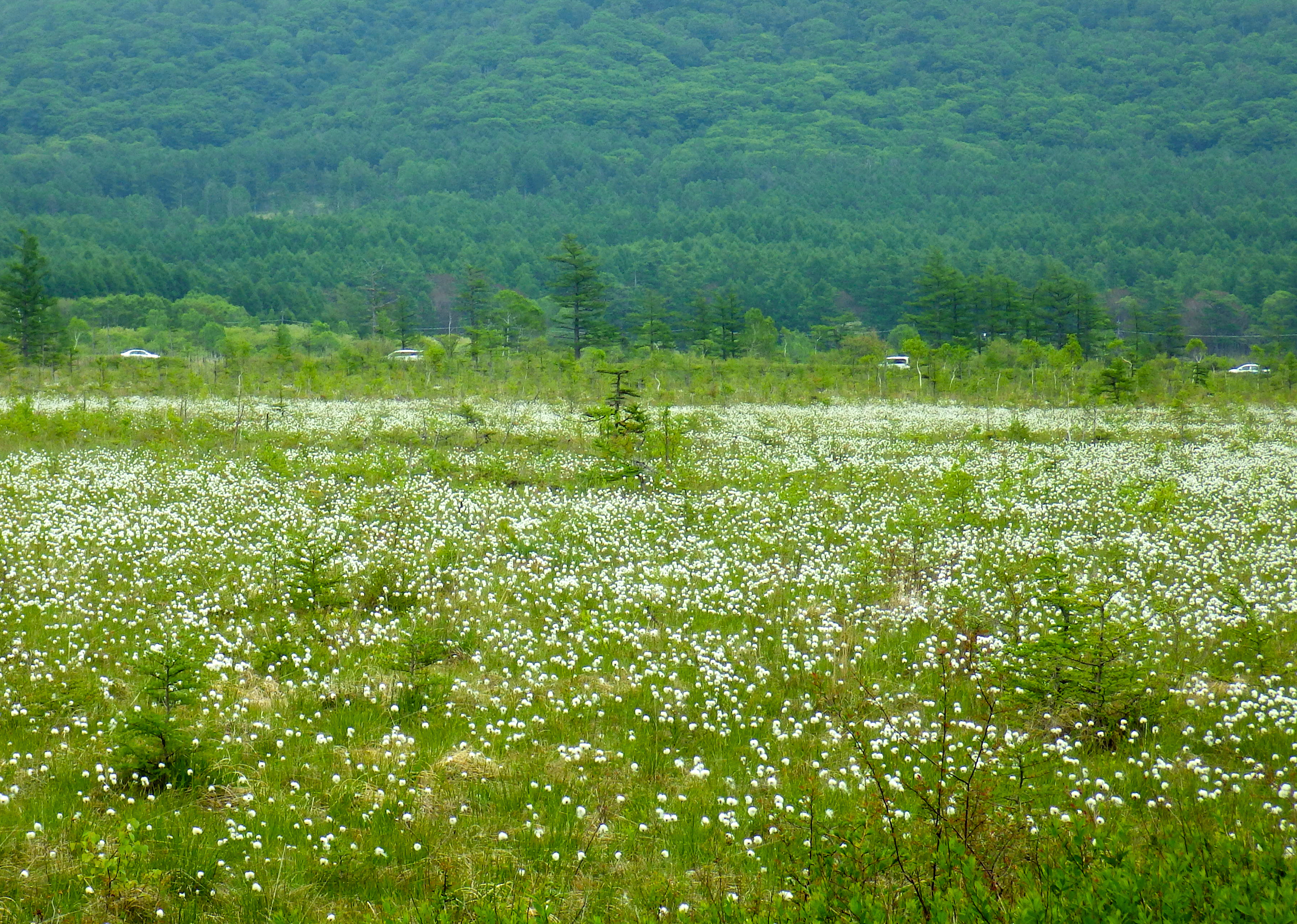 戦場ヶ原（ワタスゲ）