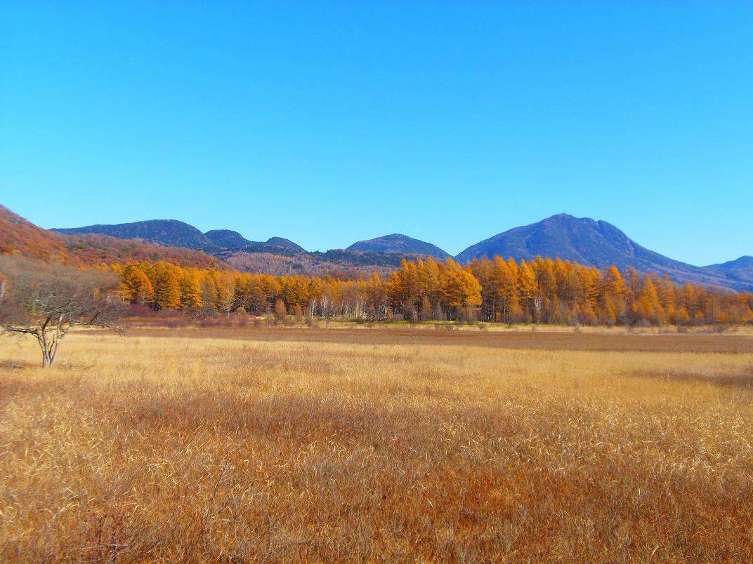 戦場ヶ原（紅葉）