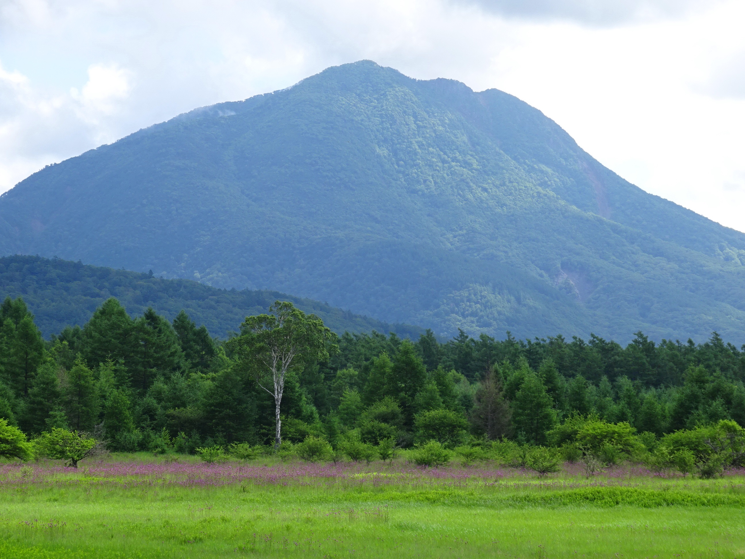 小田代原（ノアザミ）