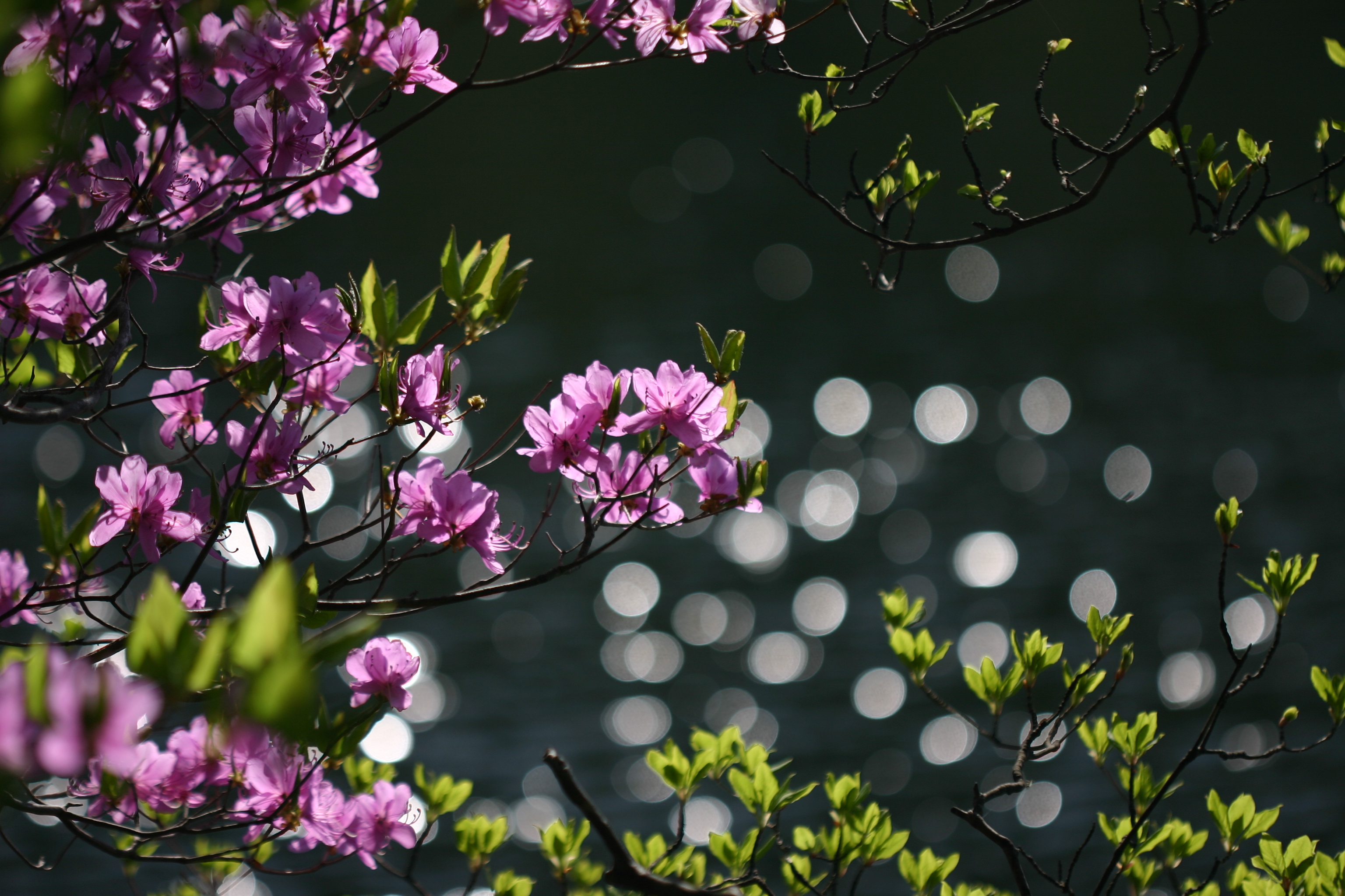 湯ノ湖（トウゴクミツバツツジ）