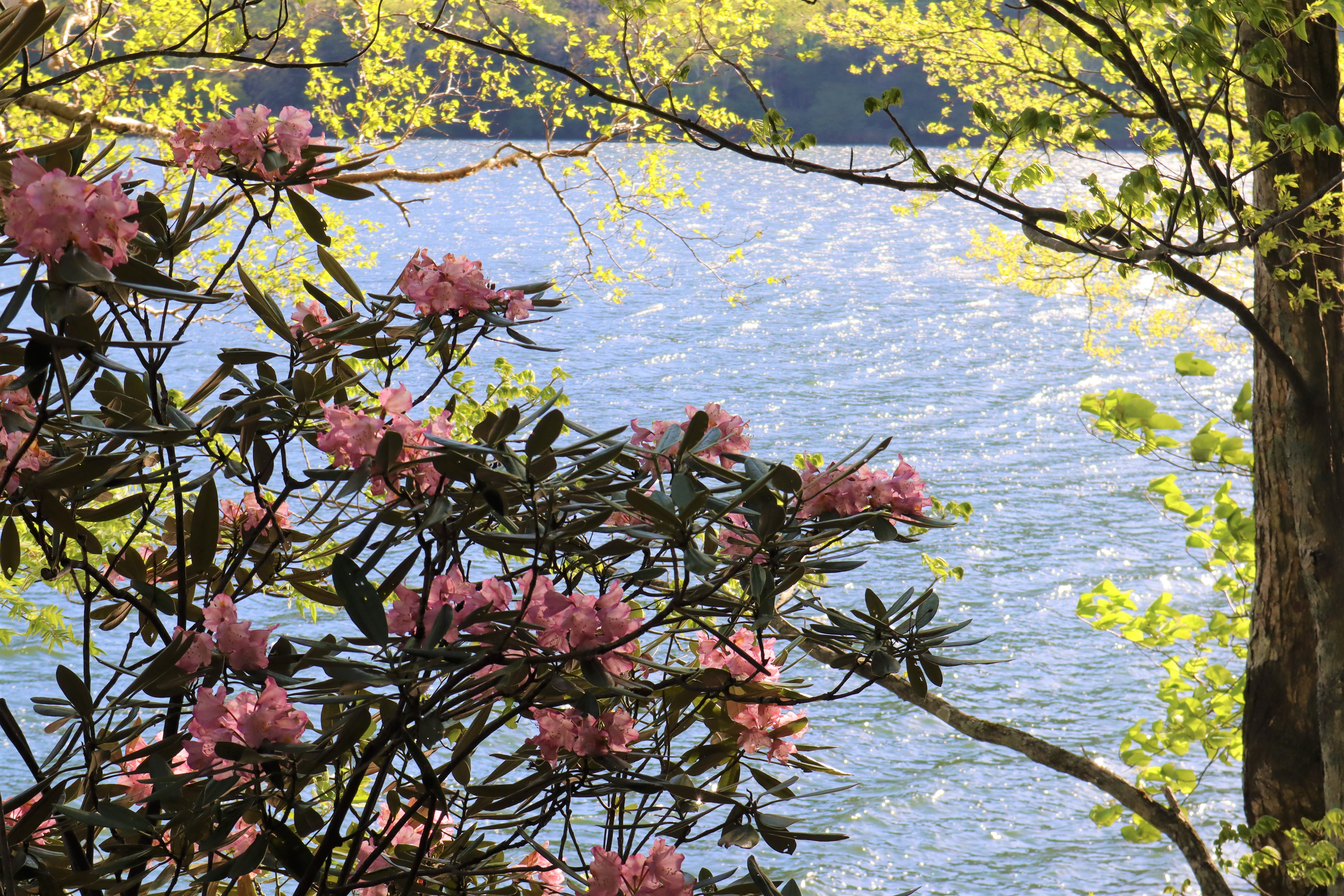 湯ノ湖（アズマシャクナゲ）