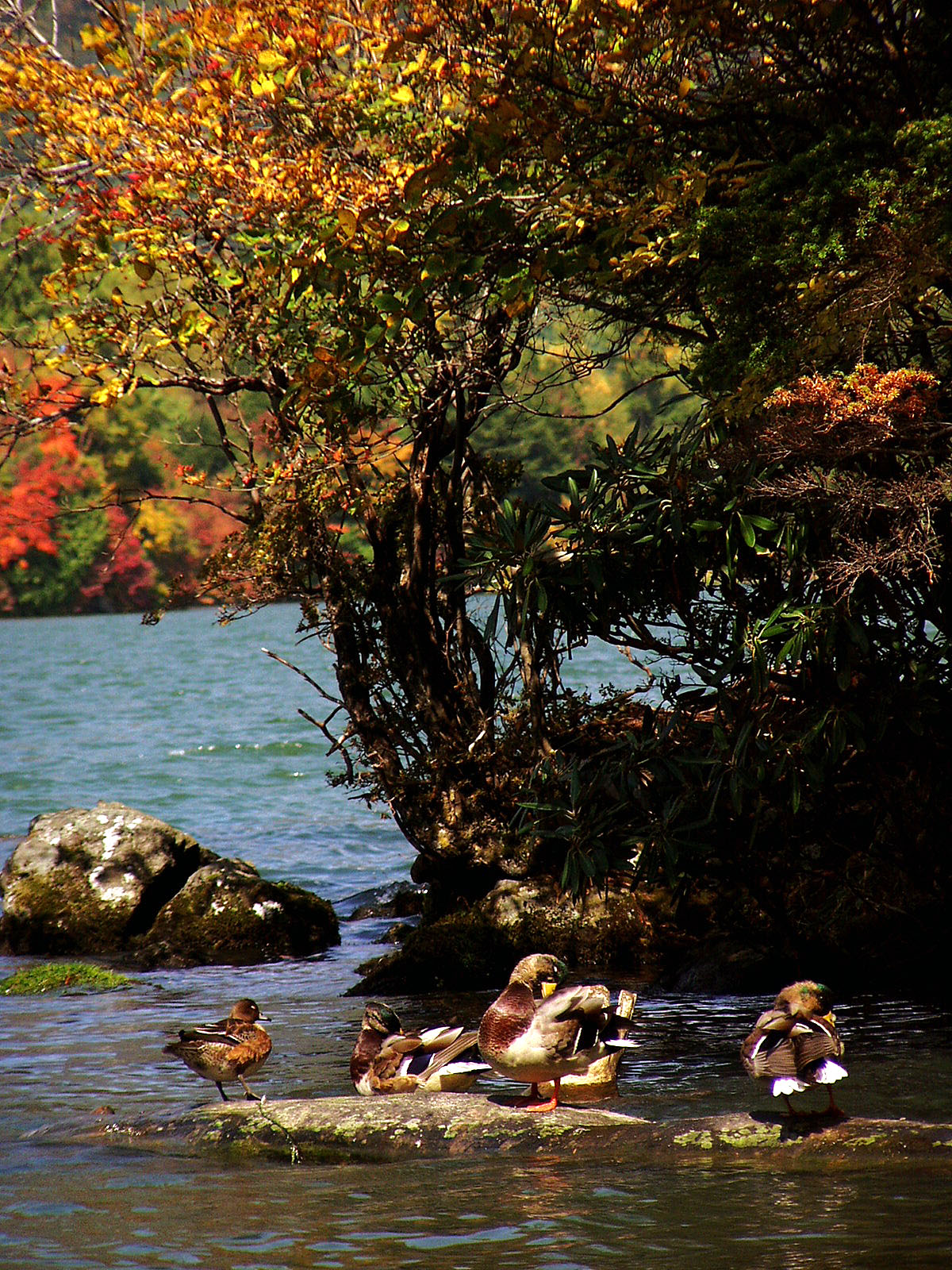 湯ノ湖（紅葉、マガモ）