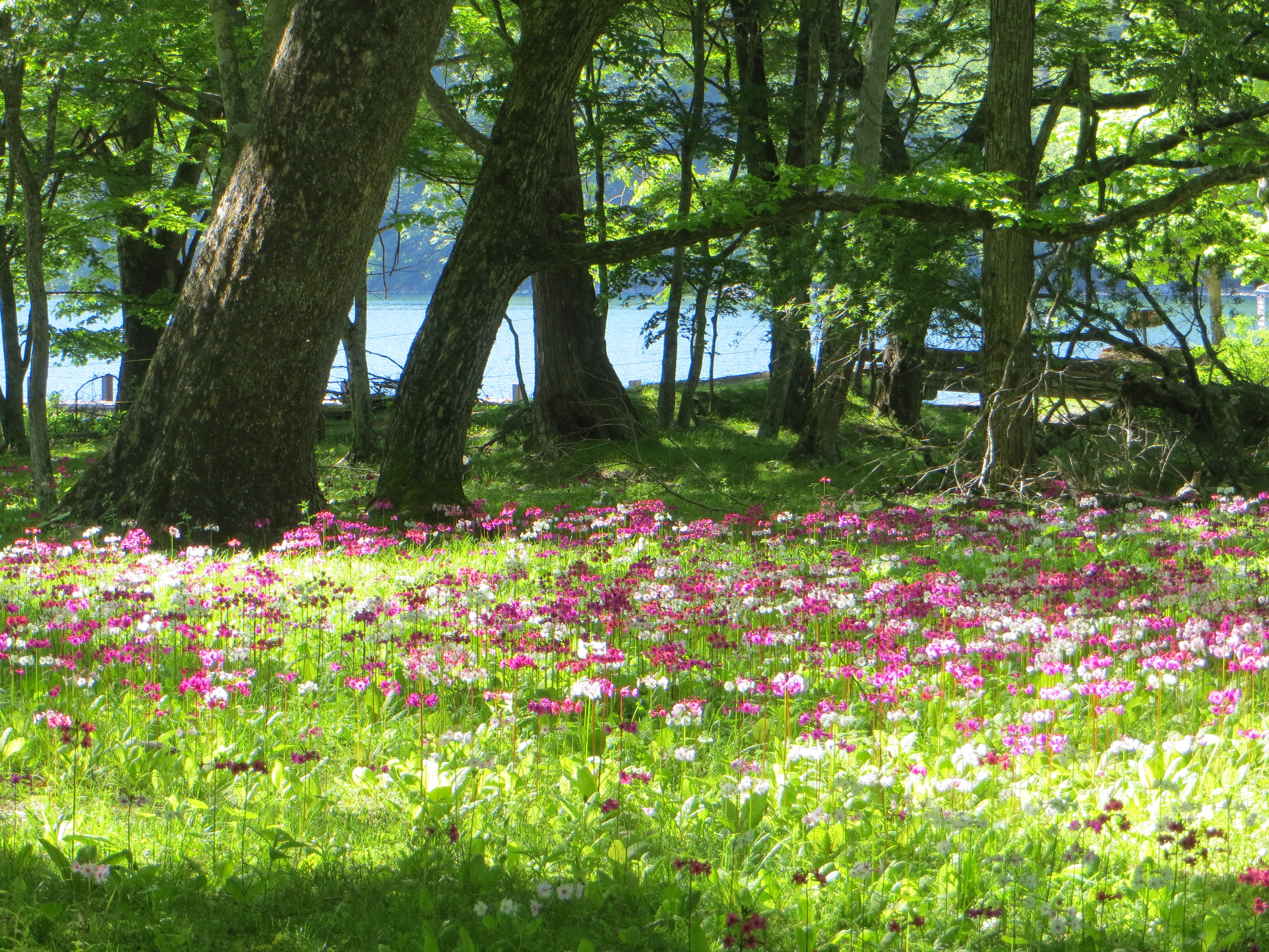 お花の開花状況（春～夏） - 開花情報 ｜【公式】日光市の観光サイト
